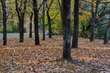 Colorful autumn landscape of autumnal  forest with glade in the South park, Sofia, Bulgaria 