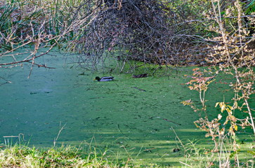 Group male and female of mallard ducks swim on a autumnal  lake with green duckweed and eat, South park, Sofia, Bulgaria 