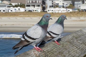 Birds on the Pier at the beach