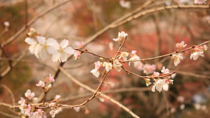 四季桜