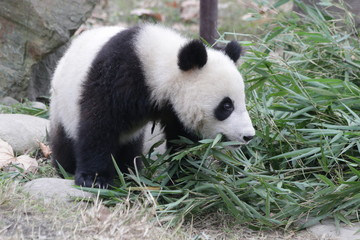 Fototapeta premium Little Baby Panda Cub is Exploring his Playground