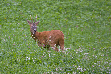 Rehbock auf grüner Wiese