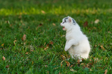 Little white kitten playing on the grass
