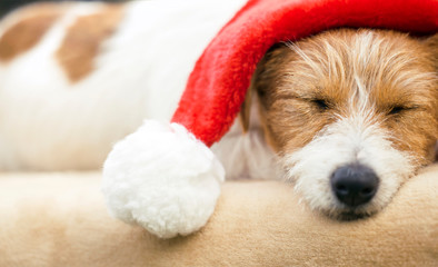 Christmas happy jack russell pet dog puppy resting with Santa Claus hat, web banner idea