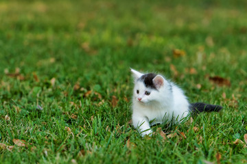 Naklejka na ściany i meble Little white kitten playing on the grass