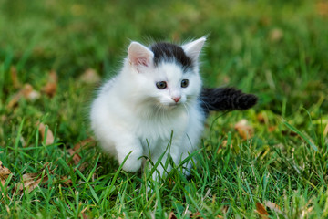Naklejka na ściany i meble Little white kitten playing on the grass