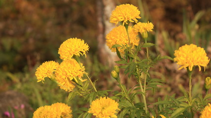 秋の マリーゴールド