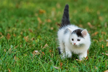 Obraz premium Little white kitten playing on the grass