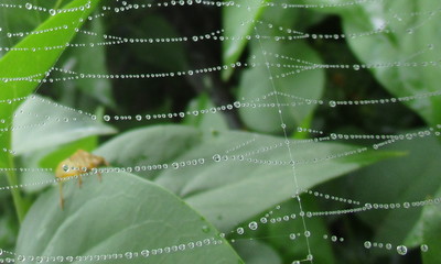 dew on the web