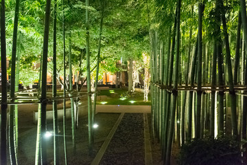 bamboo trunks in the park
