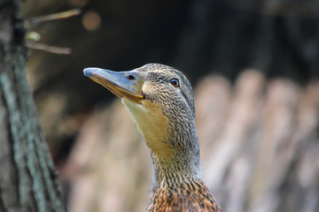 duck