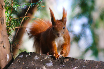 eichhörnchen