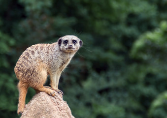 meerkat suricata suricatta
