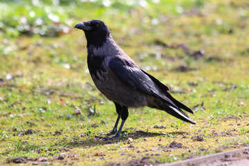 crow