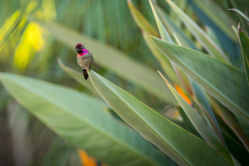 Hummingbird on Bird of Paradise
