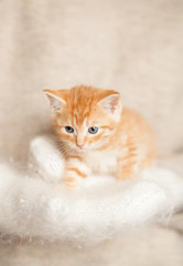 Woman in warm cosy mittens holding cute red kitten