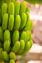 Close-Up Of Fresh Organic Green Banana Bunch at Farm © kjekol