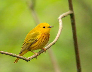 Yellow Warbler