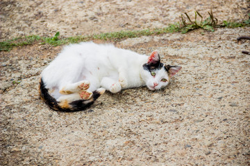 a white female cat