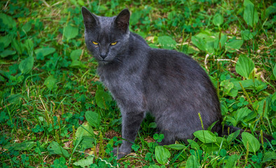 a grey cat