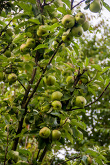 a green apples