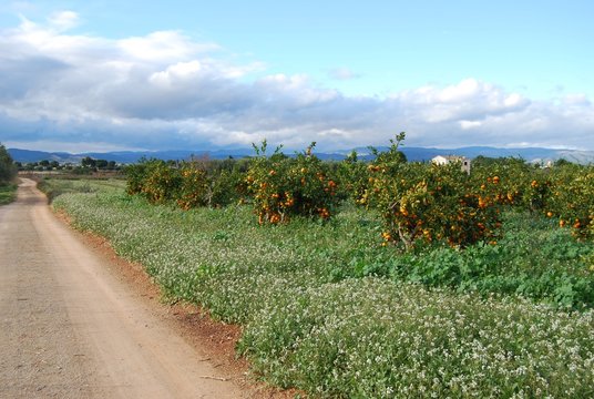 Valencian Orange Grove