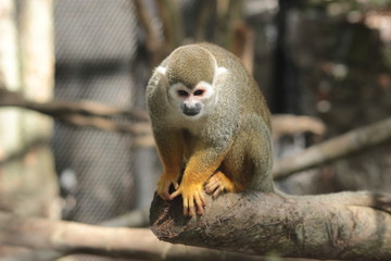 Animal sauvage dans le milieu naturel