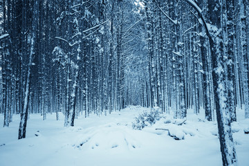 Winter nature background.