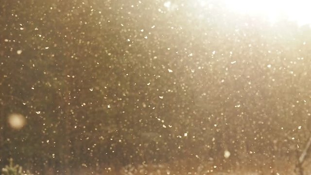 Beautiful winter background - snow falling in forest, sun shining background. Magic winter forest in Christmas, sunbeam in woods. 