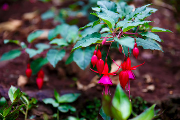 red flowers in garden