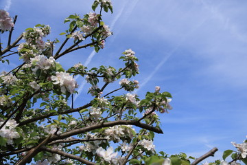 Flowers of the cherry blossoms on a spring day