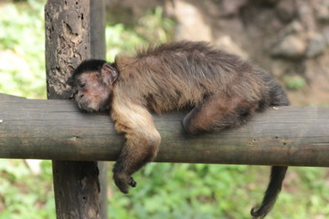 Animal sauvage dans le milieu naturel