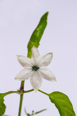 White flower of green pepper on a branch on a white background