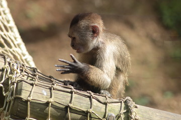 Animal sauvage dans le milieu naturel