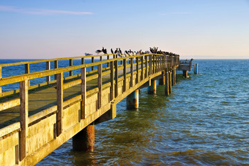 Obraz premium Sassnitz Seebruecke - Sassnitz pier with many birds