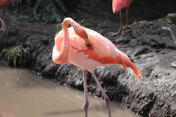 Animal sauvage dans le milieu naturel