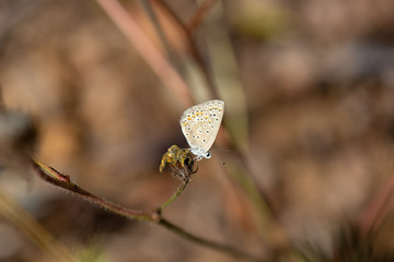 Lycaenidae / Çokgözlü Esmer / / Polyommatus agestis