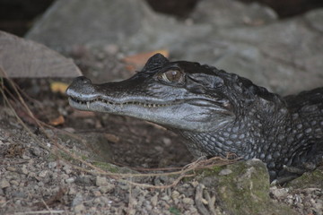 Animal sauvage dans le milieu naturel
