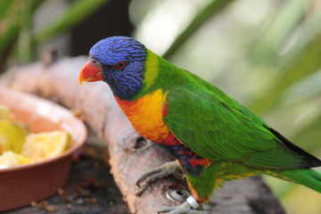 Animal sauvage dans le milieu naturel