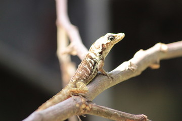 Animal sauvage dans le milieu naturel