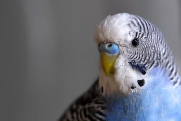 Crédence de cuisine en verre imprimé Perroquet A blue wavy parrot sits on a cage