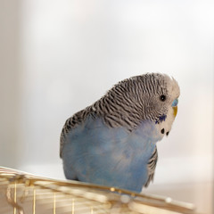 A blue wavy parrot sits on a cage
