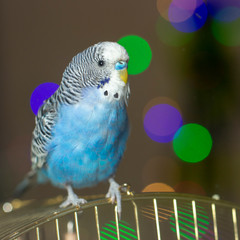 A blue wavy parrot sits on a cage