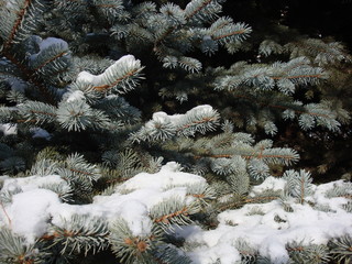 Winter Christmas trees, spruces. They stand with snow that glistens in the sun, on needles. White on green. Great festive background for Christmas, New Year and other events.