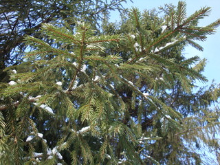 Winter Christmas trees, spruces. They stand with snow that glistens in the sun, on needles. White on green. Great festive background for Christmas, New Year and other events.