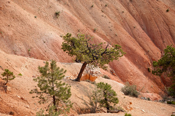 Pines in Bryce Canyon