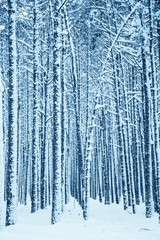 Fototapeta premium Winter nature background.