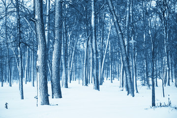 Fototapeta premium Winter nature background.