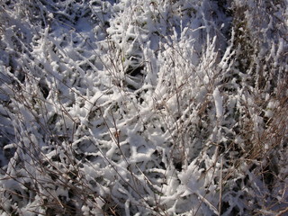 Snowflakes on green grass soft focus. Beautiful white snow with cold weather in the winter season.