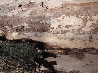 Structure of dry trees and bark of living trees. Brown shades.